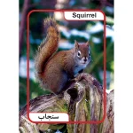 فلش كارت حيوانات